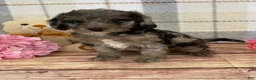 Miniature Labradoodle dogs for sale: Tammy - Ad 3