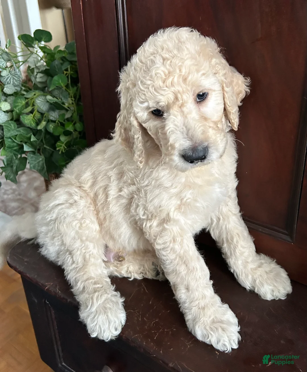 Goldendoodle dogs for sale: Sophie  - Ad 5