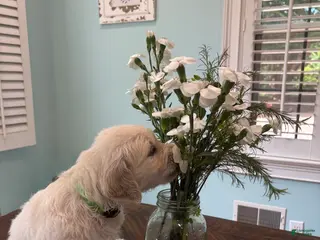 Golden Retriever dogs for sale: Light Green - Ad 1