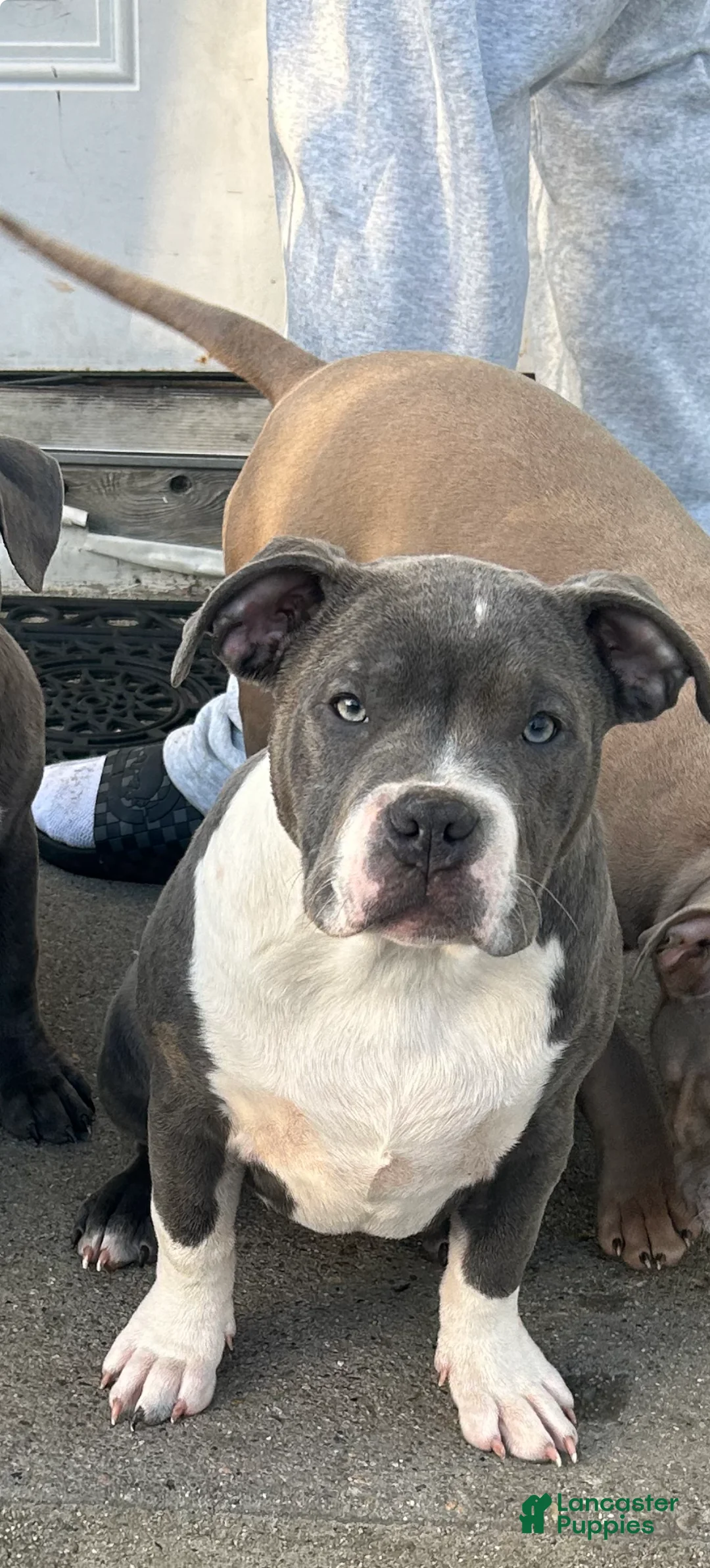 American Bully dogs for sale: American Bully Puppy 1 - Ad 1