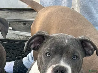 American Bully dogs American Bully Puppy 1 - Ad 14