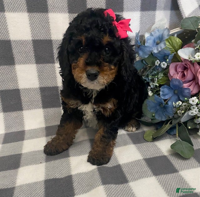 Mini Bernedoodle dogs Joy - Ad 2