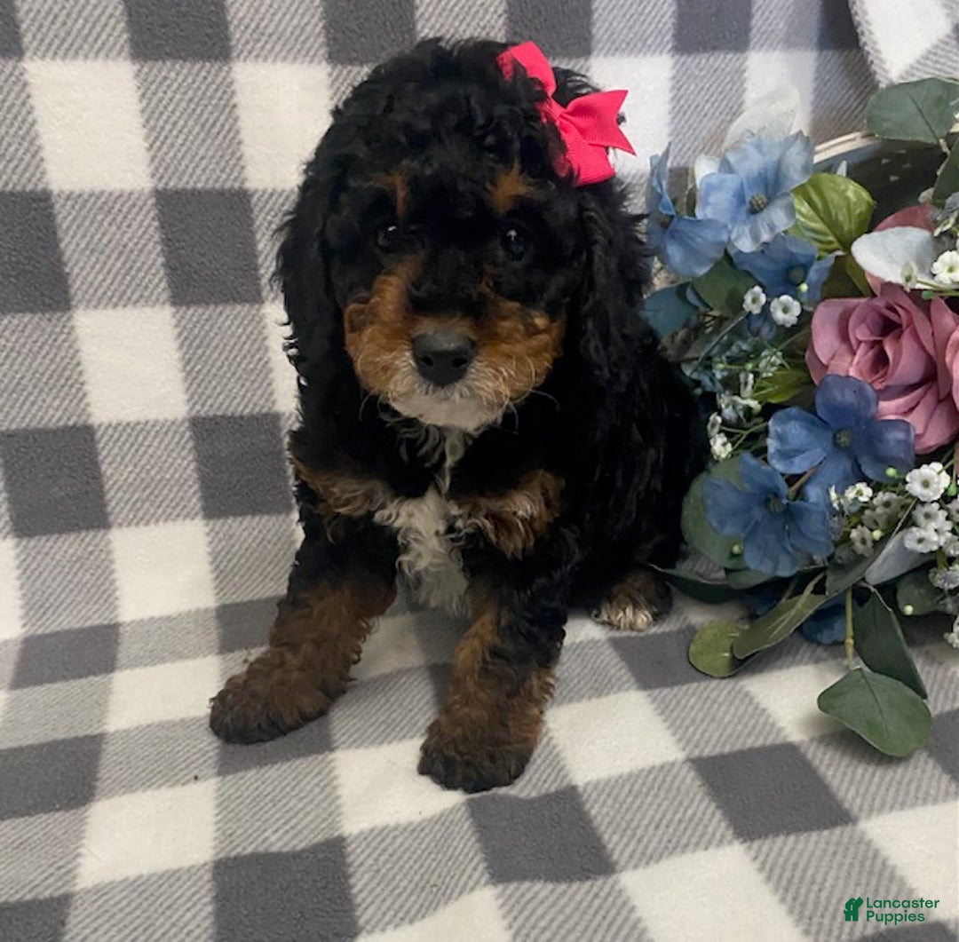 Mini Bernedoodle dogs for sale: Joy - Ad 2