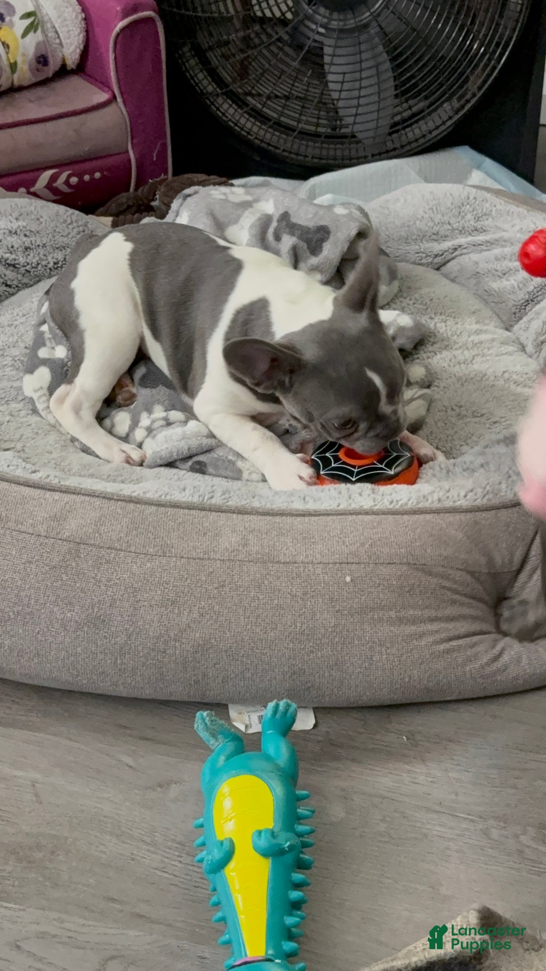 French Bulldog dogs for sale: PUA - Ad 3