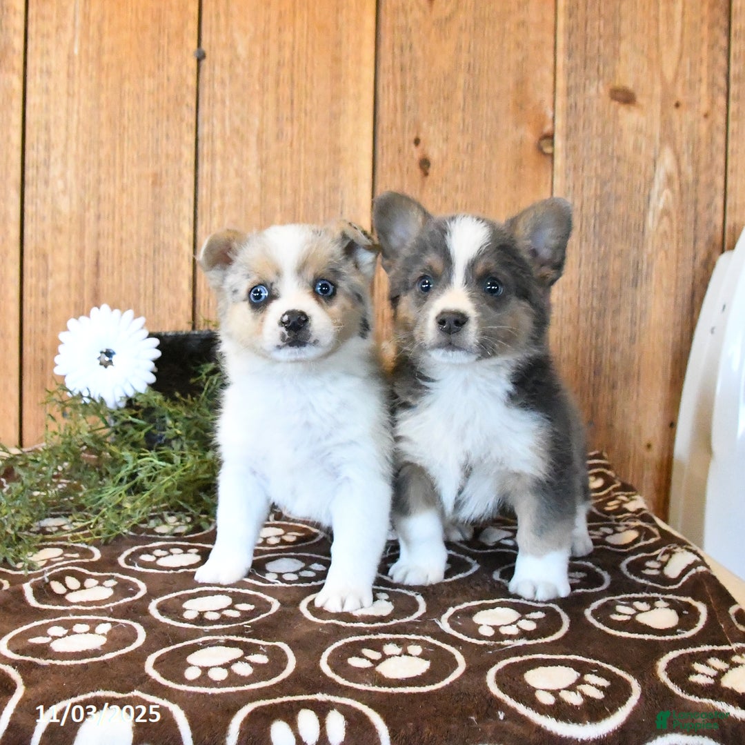 Mixed Breed dogs for sale: Noah - Ad 5