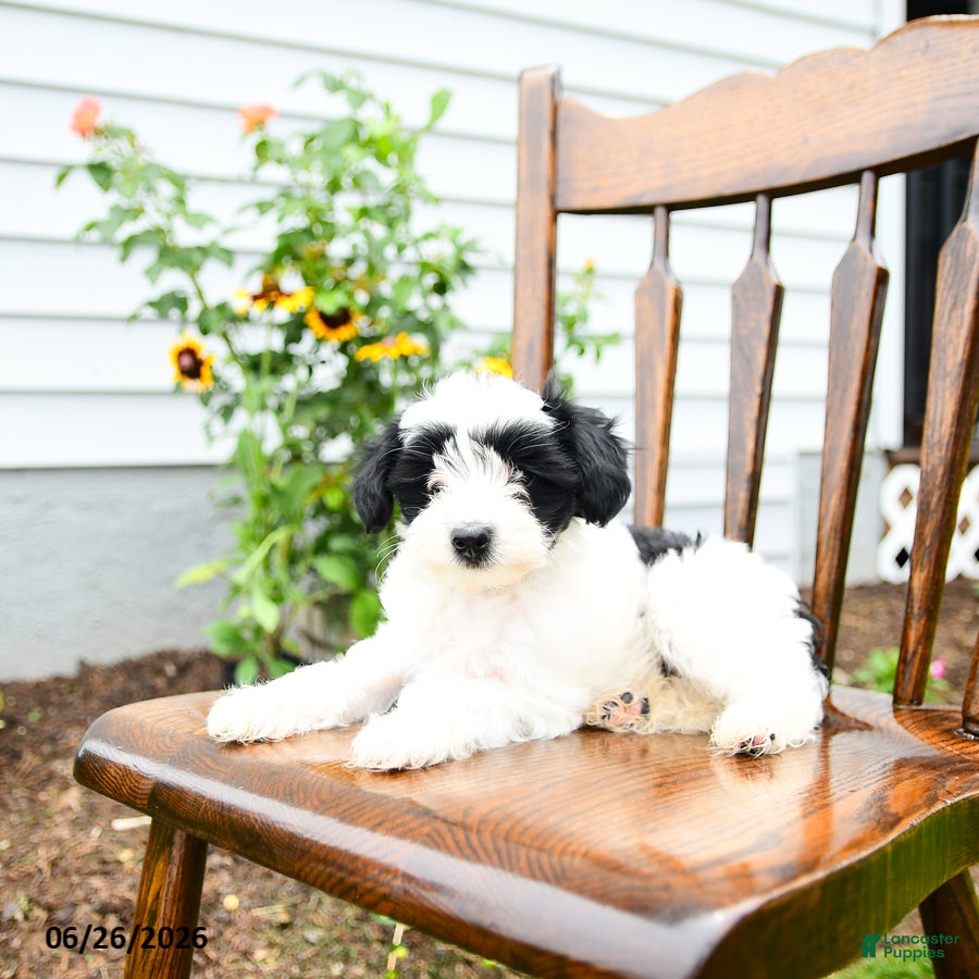 Yorkiepoo dogs Rose  - Ad 1