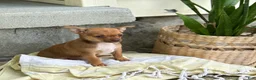 Chihuahua dogs for sale: Rusti - Ad 15
