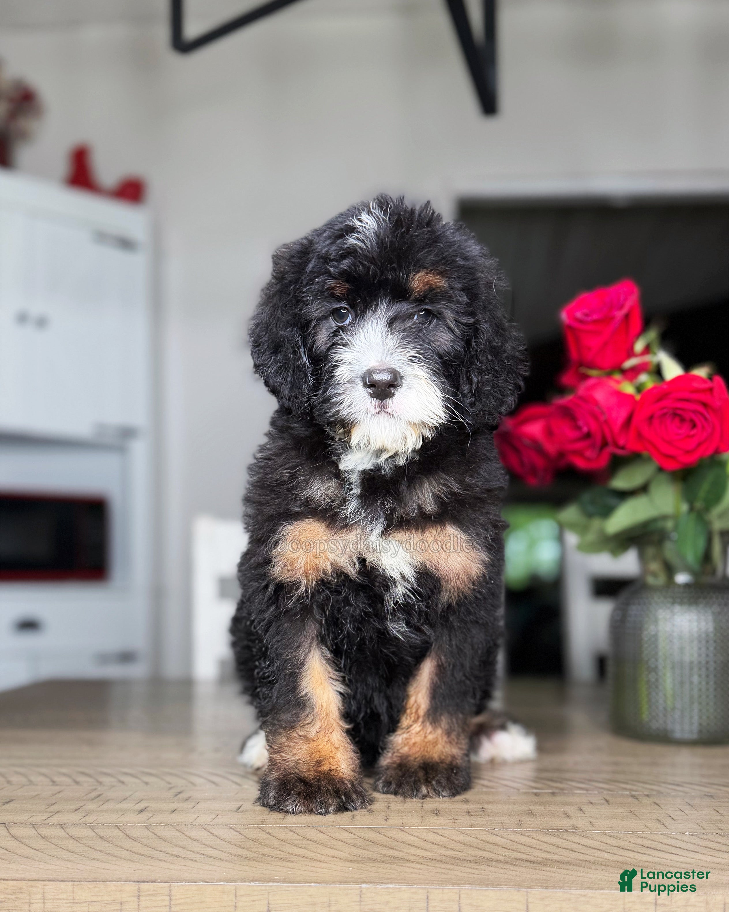 Mini Bernedoodle dogs Oat - Ad 14
