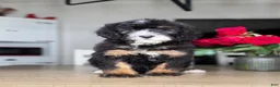 Mini Bernedoodle dogs for sale: Oat - Ad 1