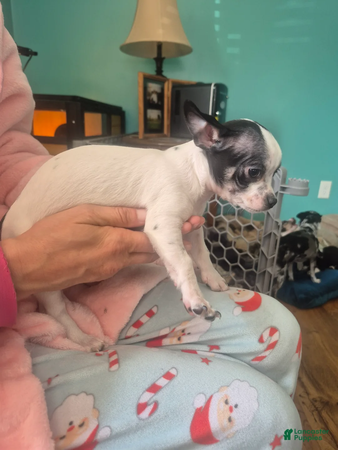 Chihuahua dogs for sale: Chihuahua Puppy 4 - Ad 2