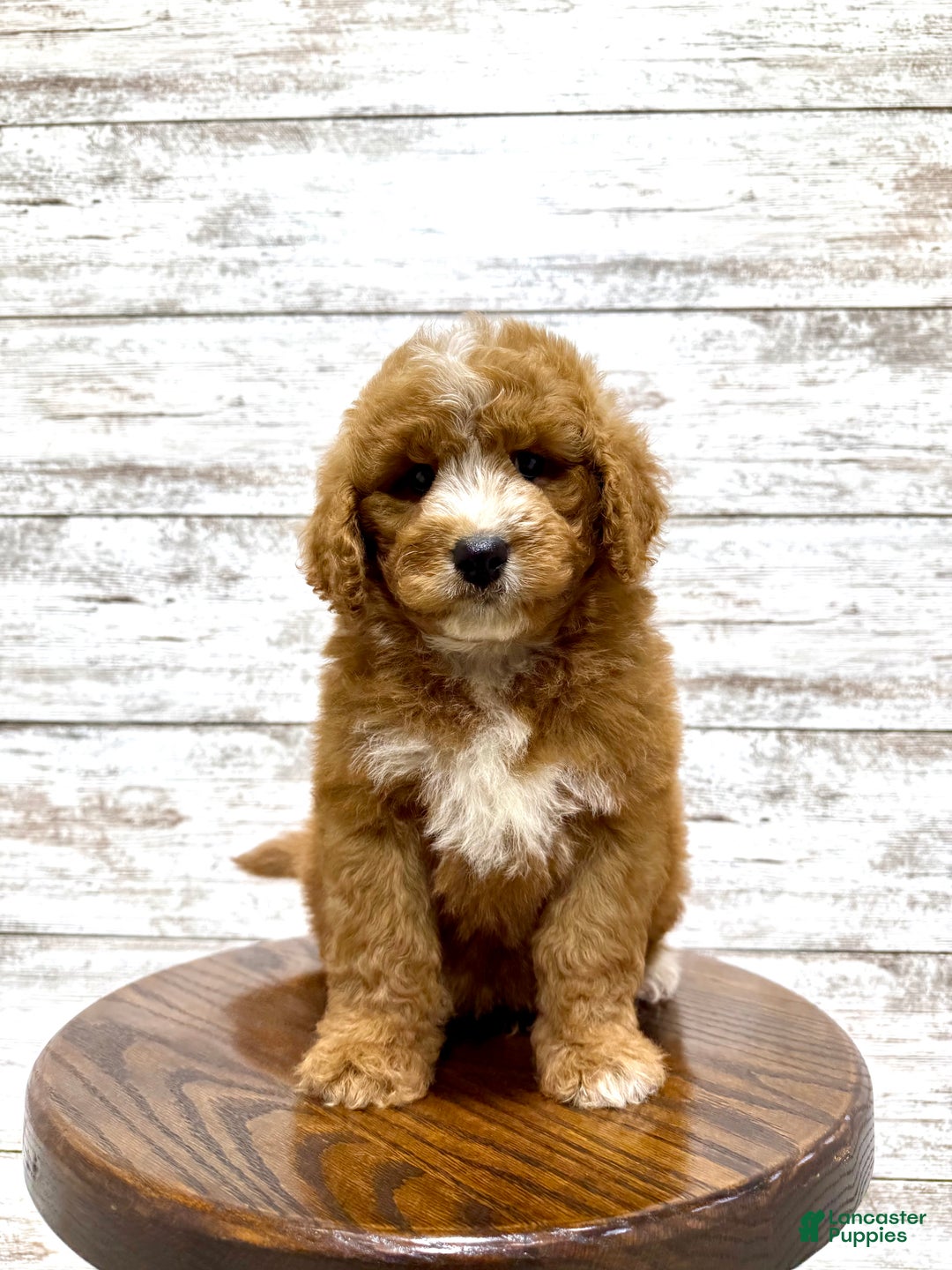 Mini Goldendoodle dogs for sale: Hunter - Ad 10