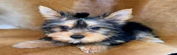 Yorkshire Terrier dogs for sale: Tedd - Ad 4
