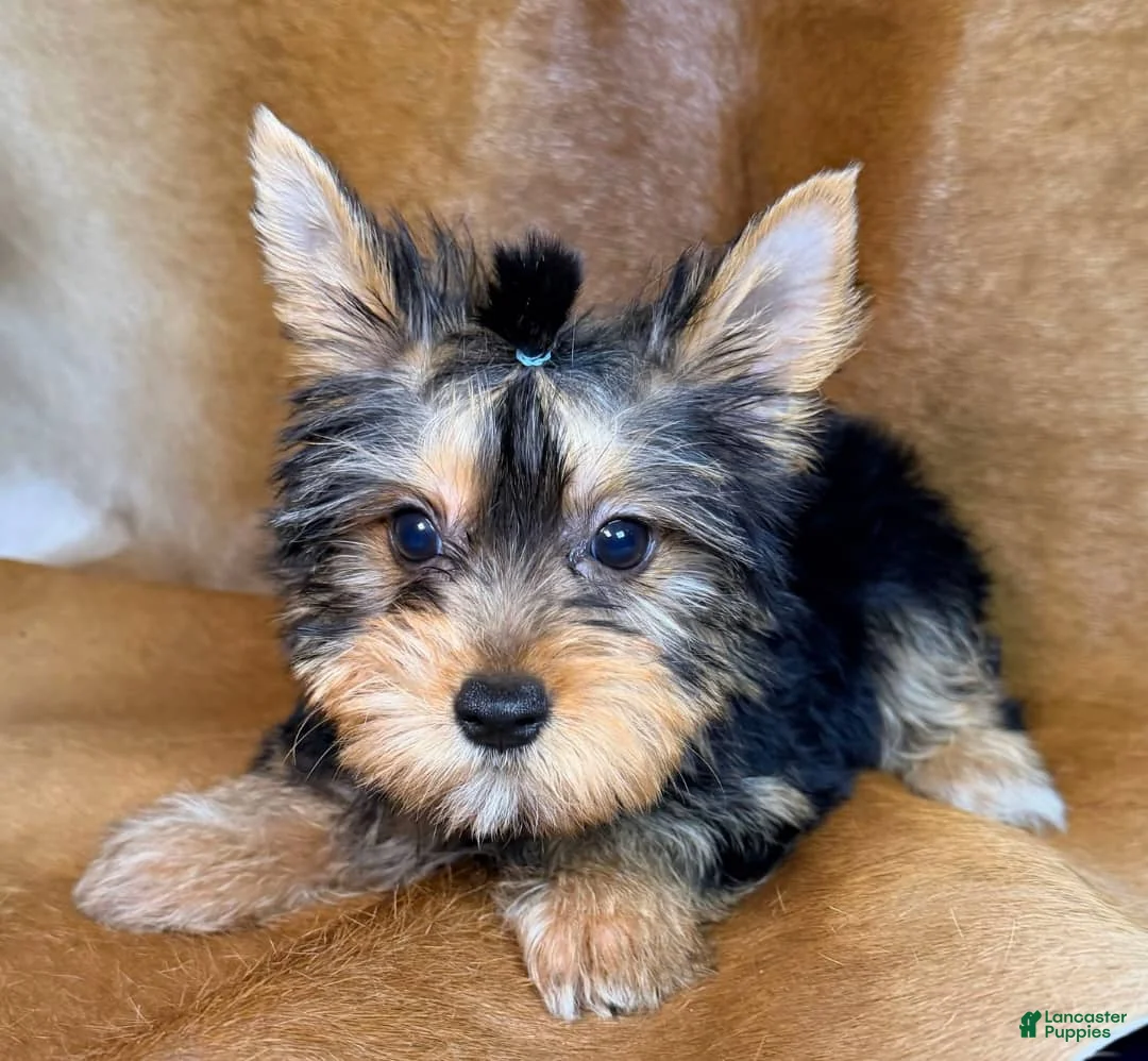 Yorkshire Terrier dogs for sale: Tedd - Ad 4