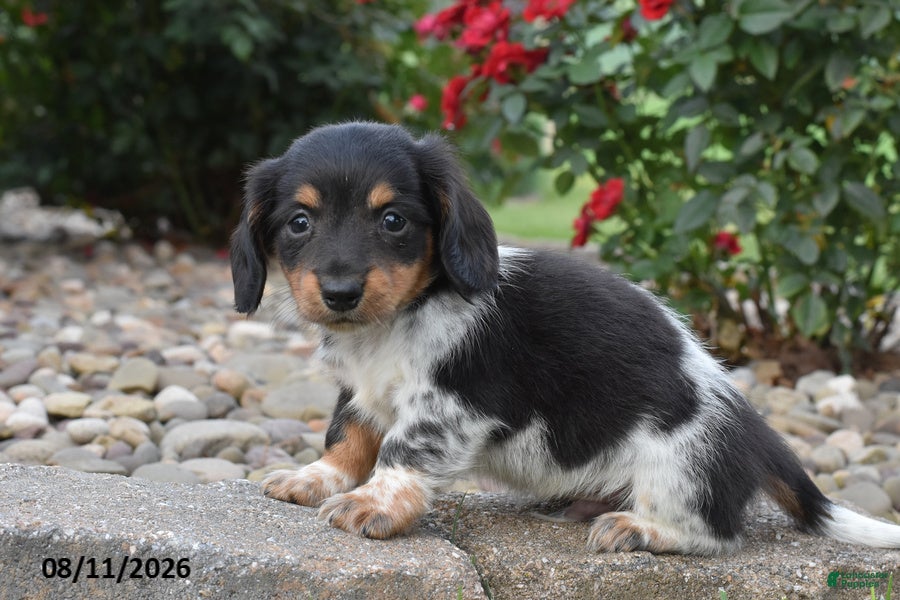 Miniature Dachshund dogs Cozy - Ad 2