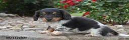 Miniature Dachshund dogs for sale: Cozy - Ad 2