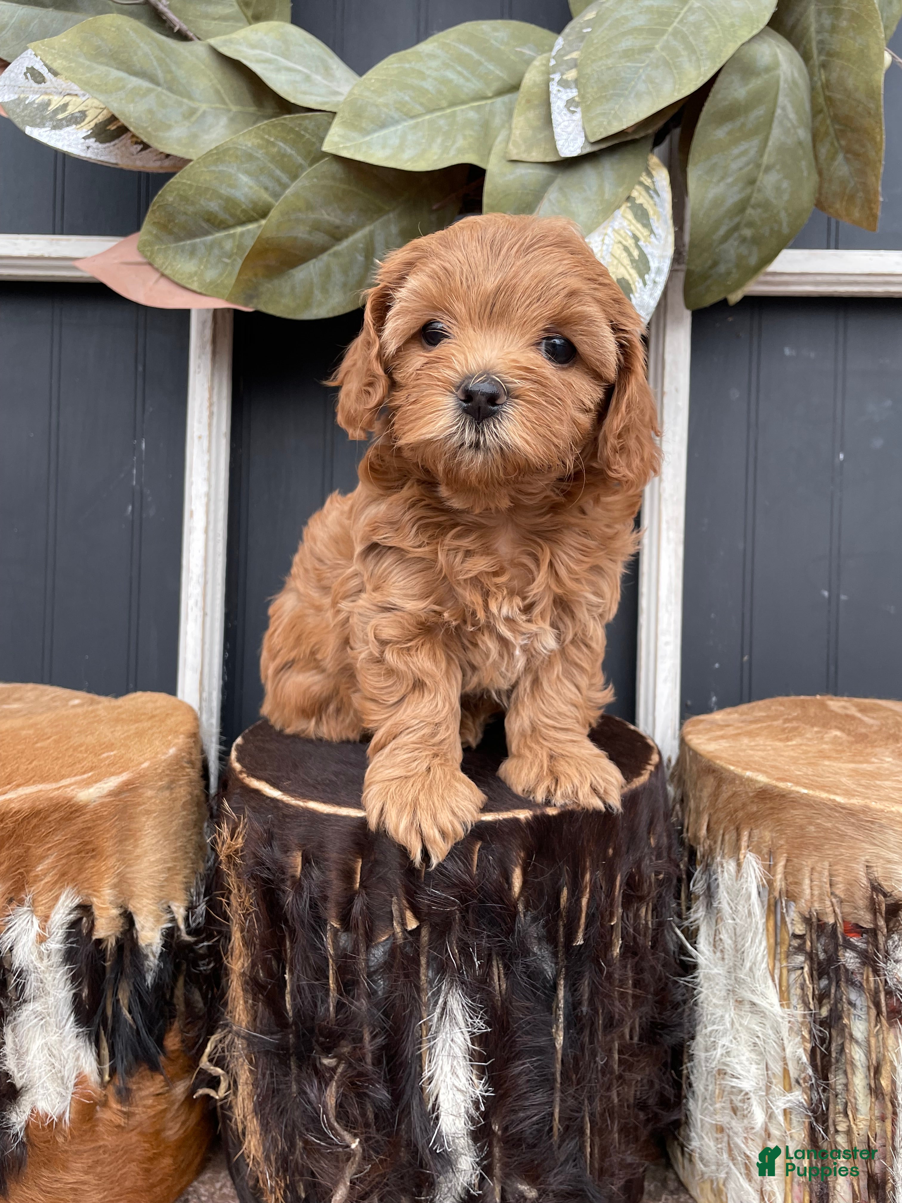 Cavapoo dogs Stella - Ad 3