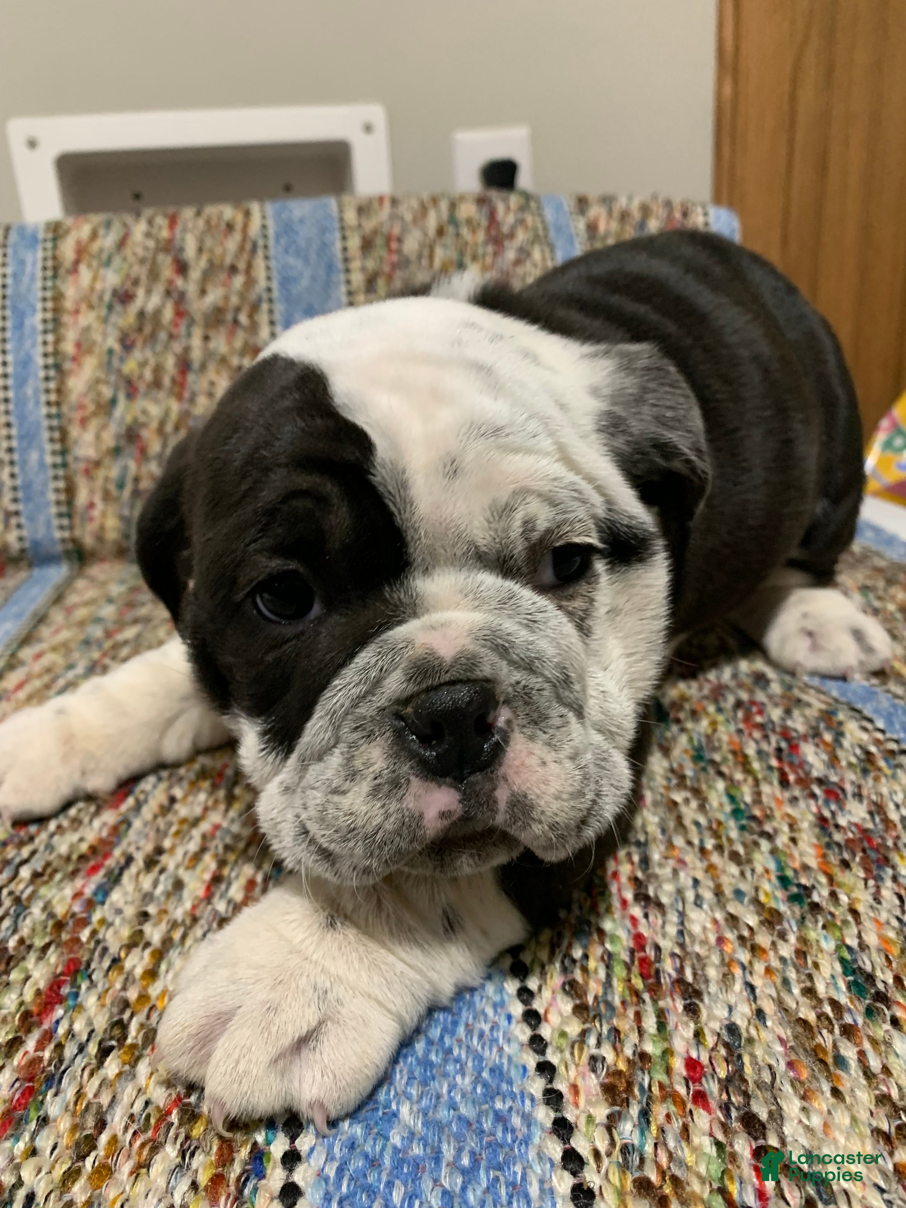 Mixed Breed dogs Mixed Breed Puppy 2 - Ad 33