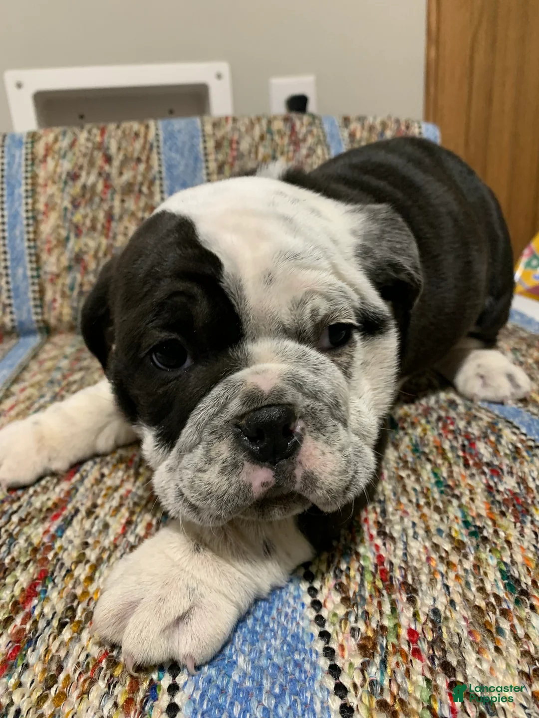 Mixed Breed dogs for sale: Luke - Ad 1