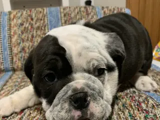 Mixed Breed dogs Mixed Breed Puppy 2 - Ad 33