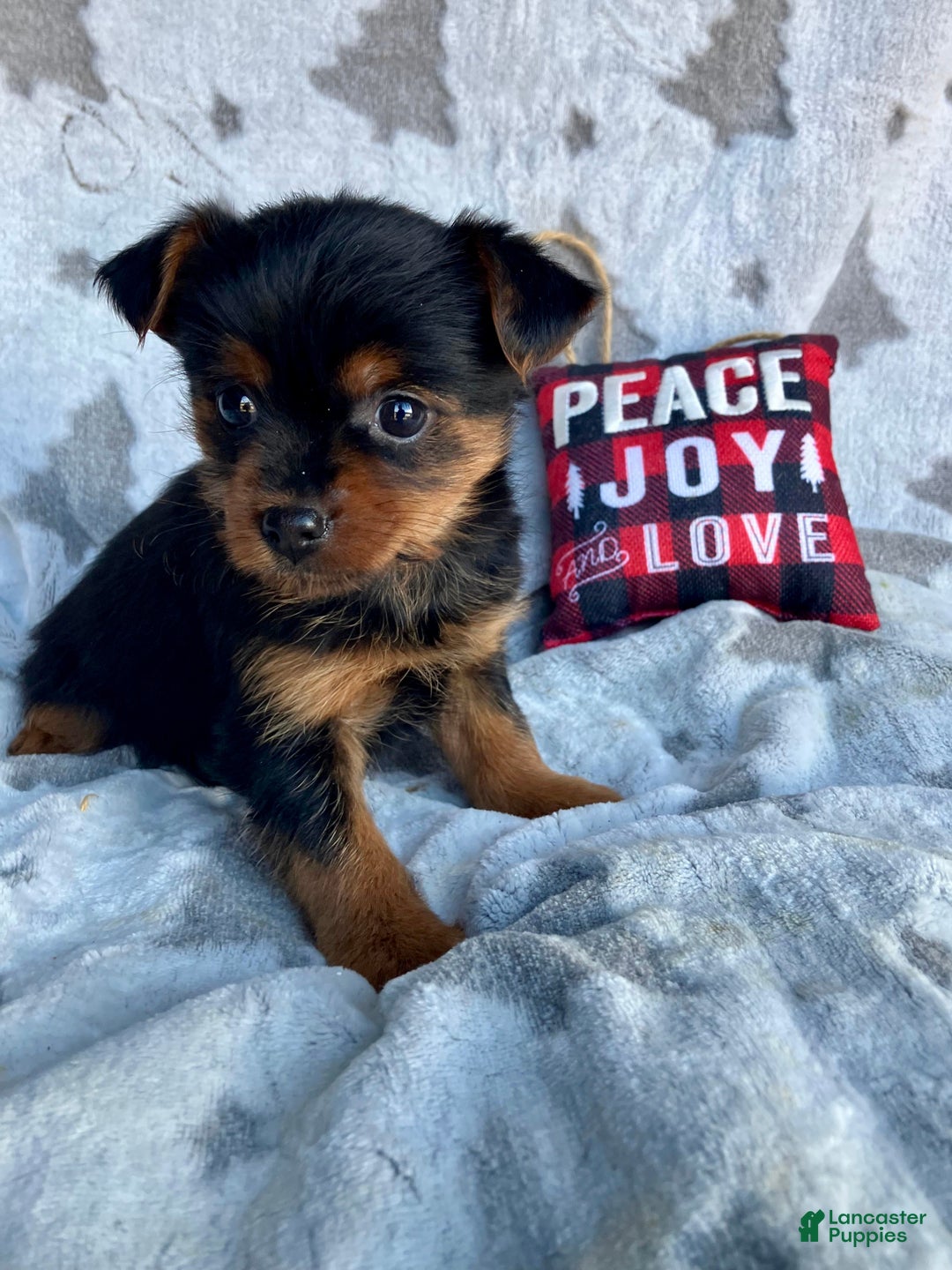 Yorkshire Terrier dogs for sale: Stella  - Ad 2