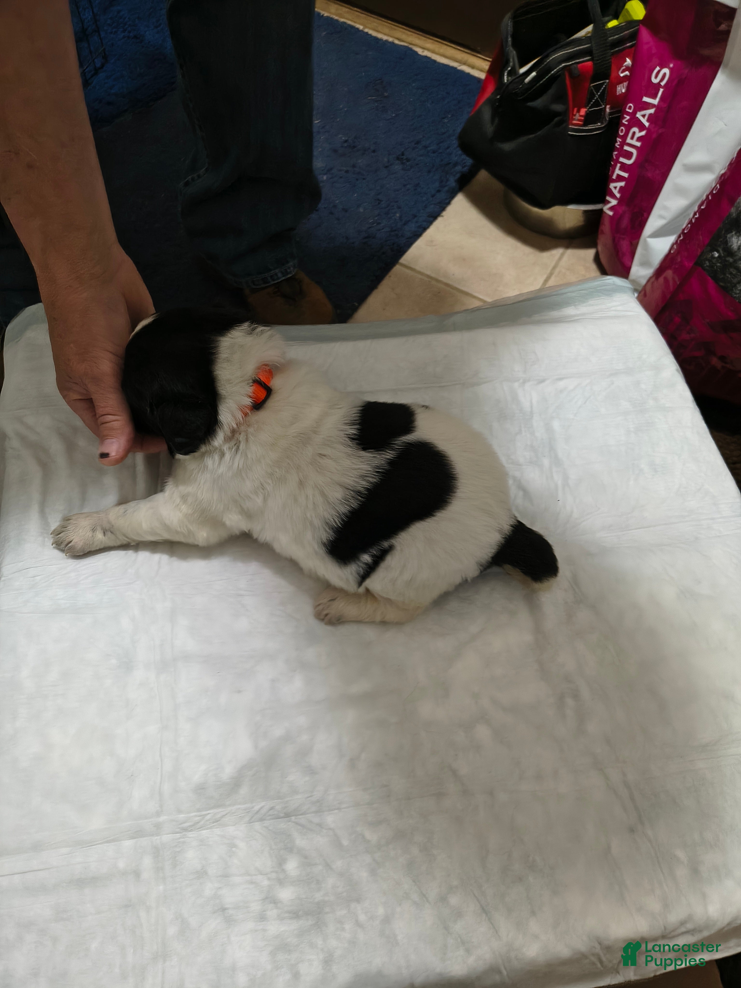 Newfoundland dogs Orange collar  - Ad 26