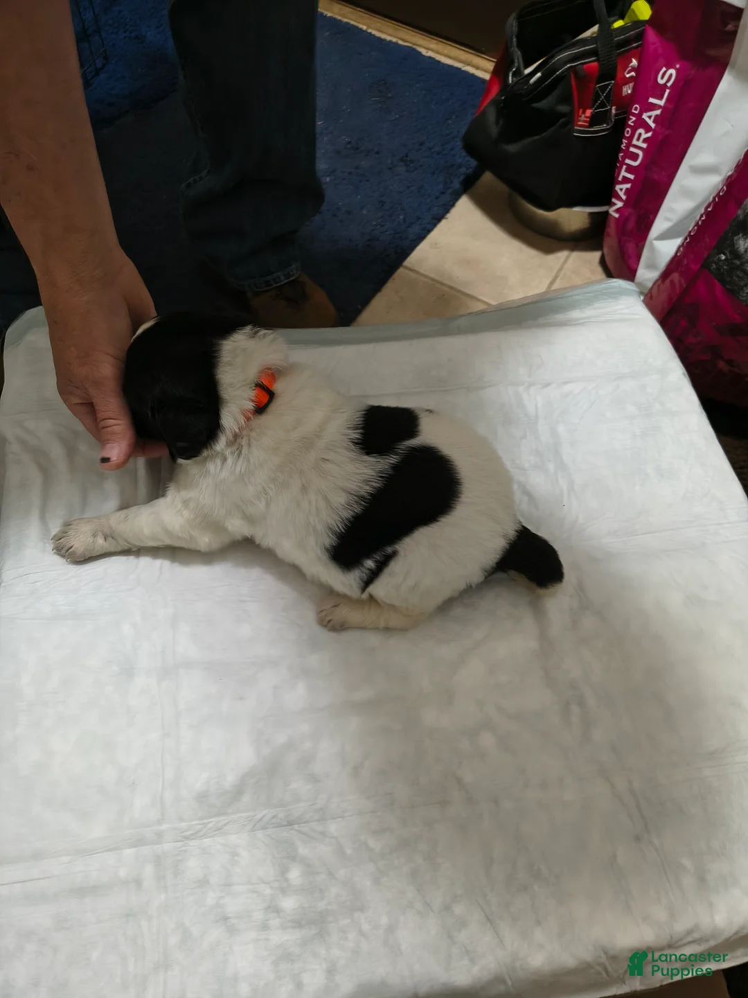 Newfoundland dogs for sale: Orange collar  - Ad 1