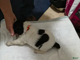 Newfoundland dogs Orange collar - Ad 26