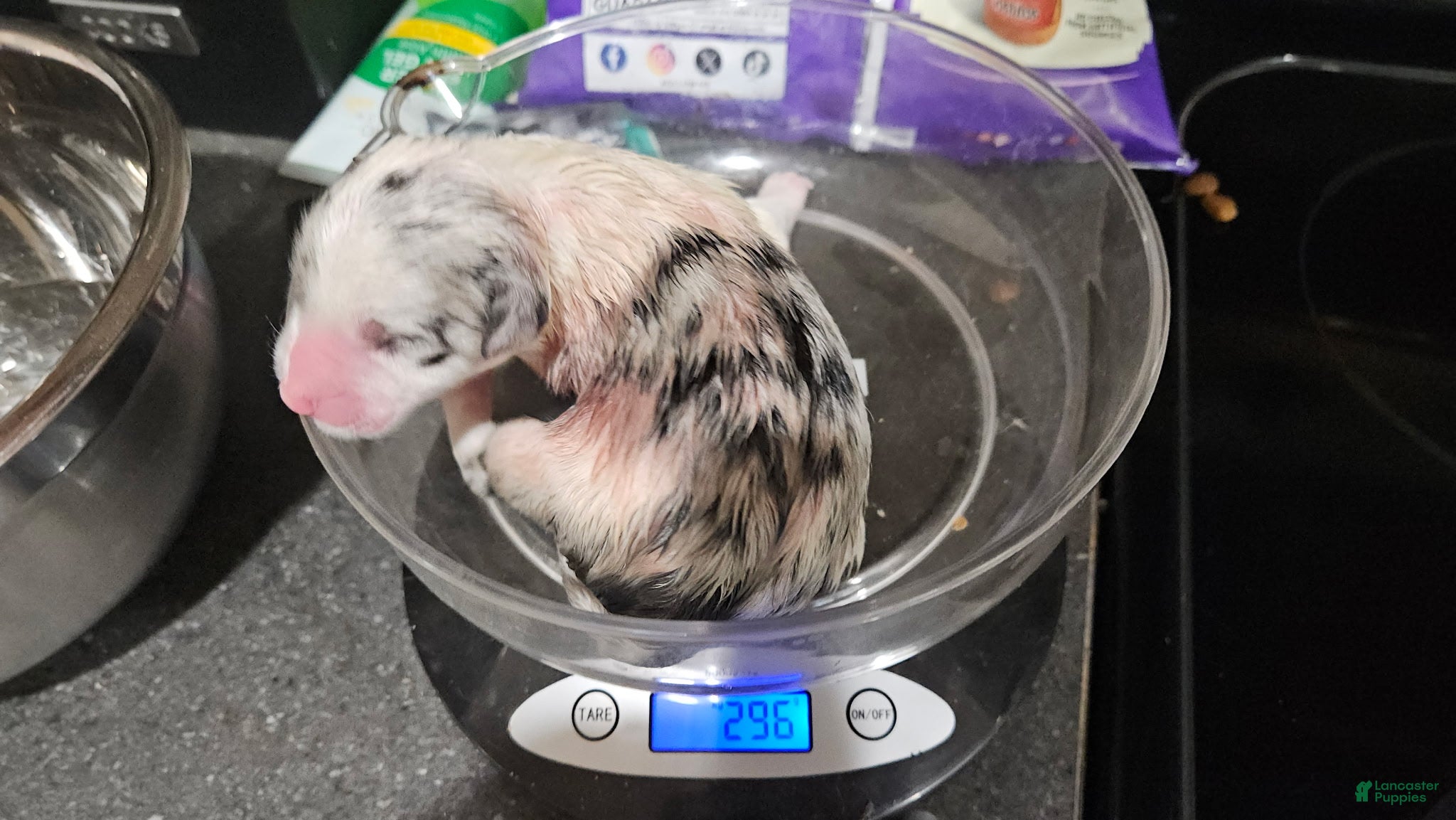Border Collie dogs Border Collie 5 - Ad 6