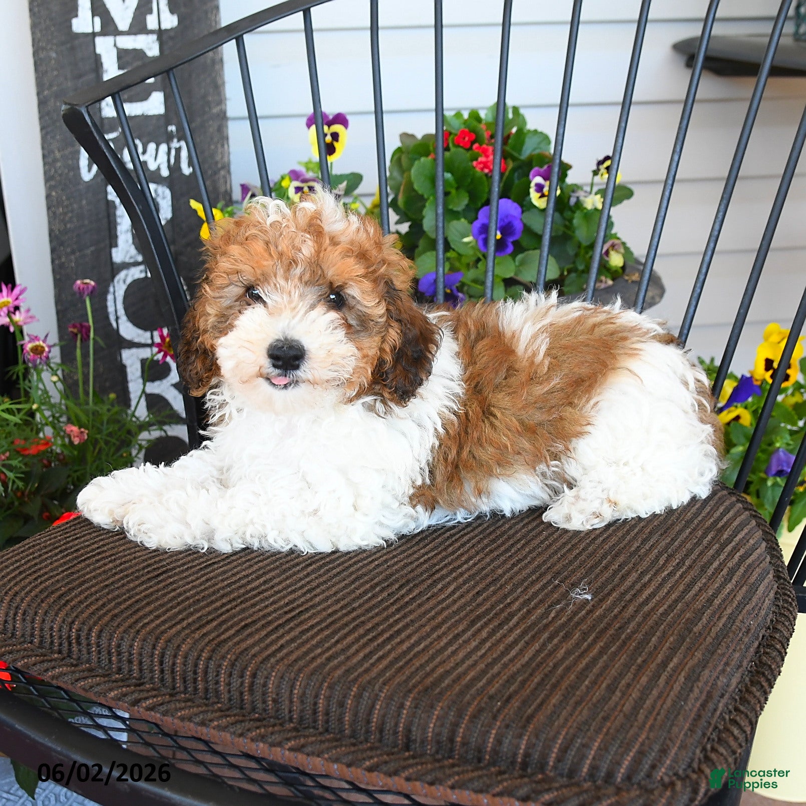 Toy Poodle dogs Jimmy - Ad 1