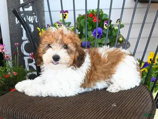 Toy Poodle dogs for sale: Jimmy - Ad 2
