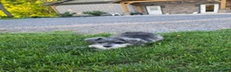 Miniature Schnauzer dogs for sale: Nessa - Ad 8
