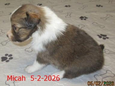 Shetland Sheepdog dogs for sale: Micah Male  - Ad 4