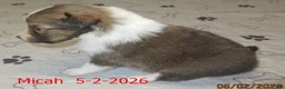 Shetland Sheepdog dogs for sale: Micah Male  - Ad 1