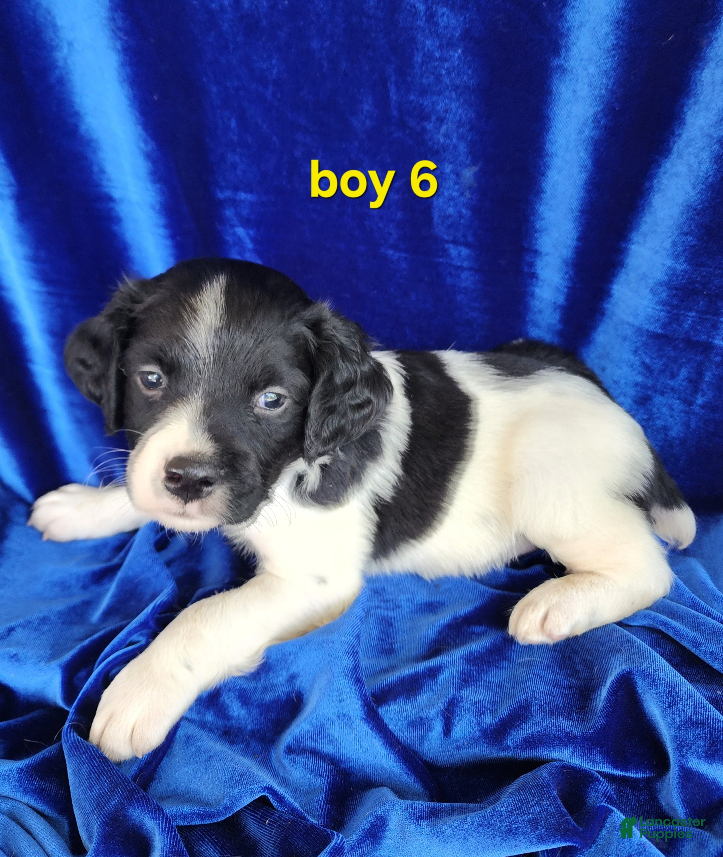 Brittany Spaniel dogs French Brittany boy 6 - Ad 1