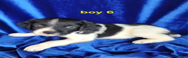 French Brittany boy 6