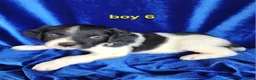 Brittany Spaniel dogs for sale: French Brittany boy 6 - Ad 1