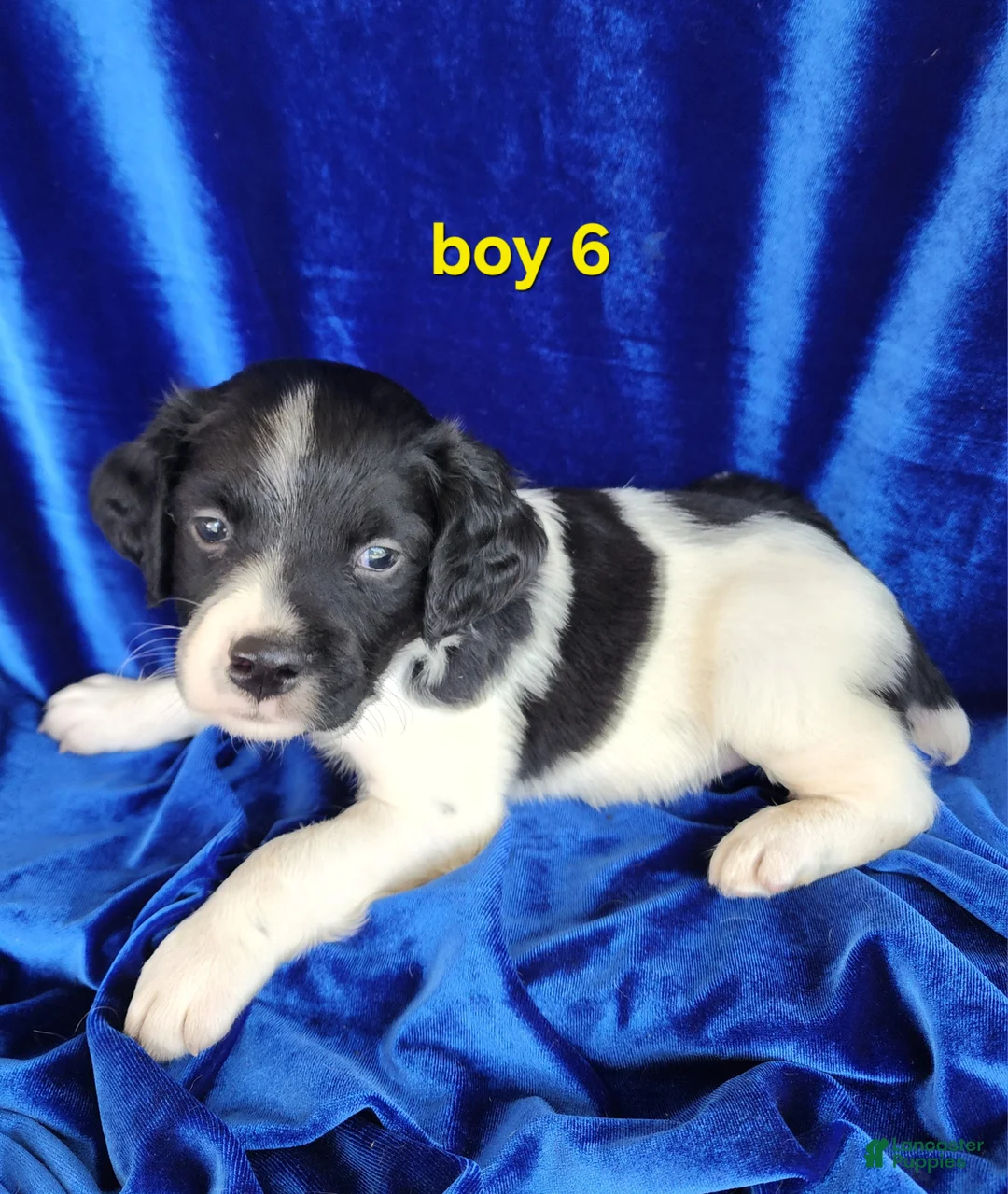 Brittany Spaniel dogs for sale: French Brittany boy 6 - Ad 1