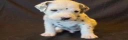 Dalmatian dogs for sale: Black - Ad 2