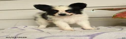 Papillon dogs for sale: Ralph - Ad 2