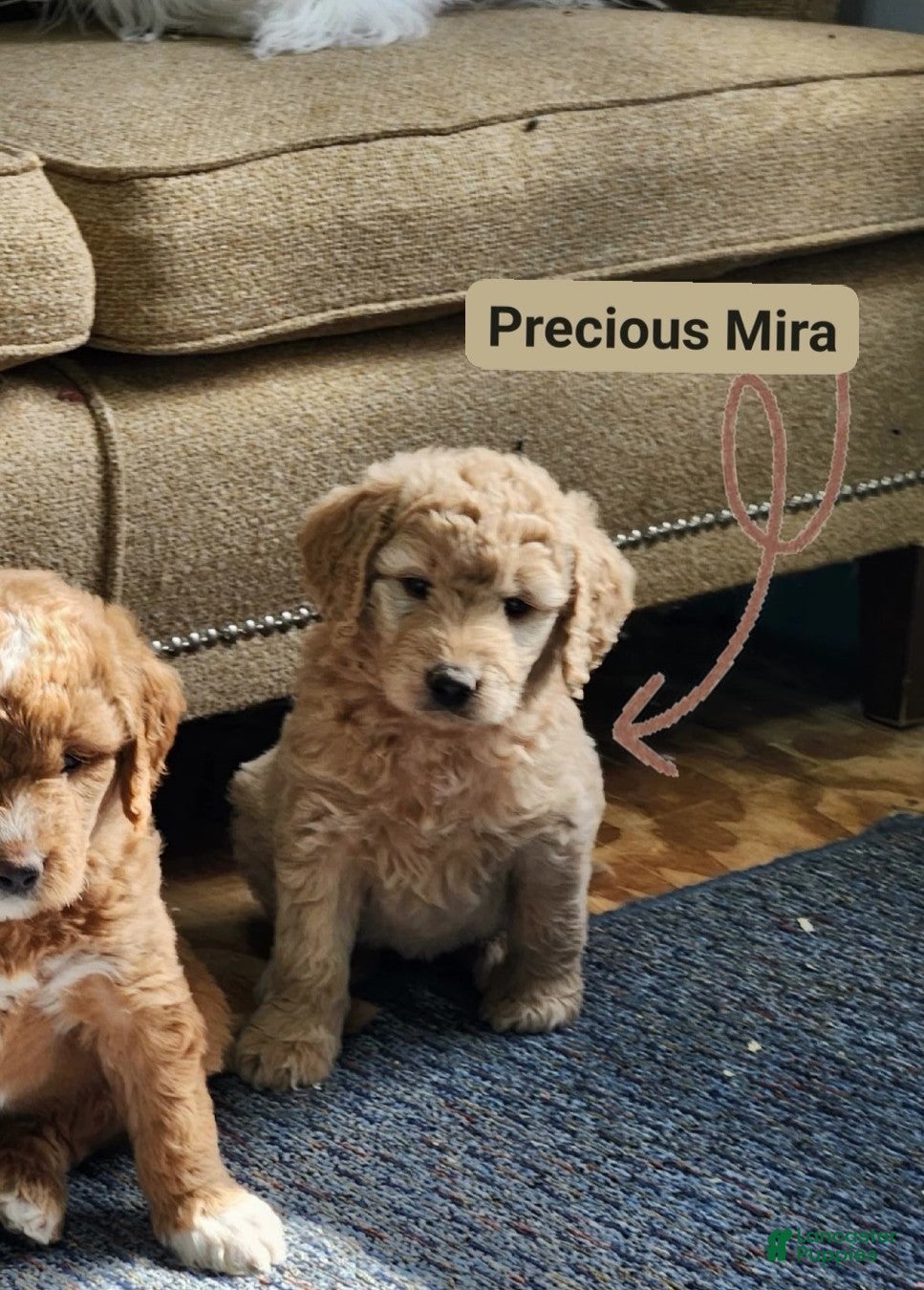 Goldendoodle dogs Mira - Ad 2