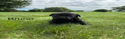 Labrador Retriever dogs for sale: Bruno - Ad 13
