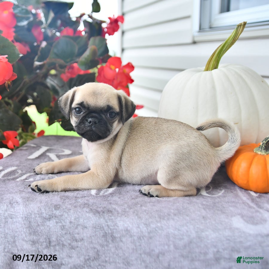 Puggle dogs Dewey - Ad 2
