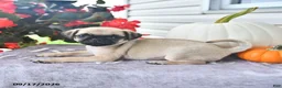 Puggle dogs for sale: Dewey - Ad 2