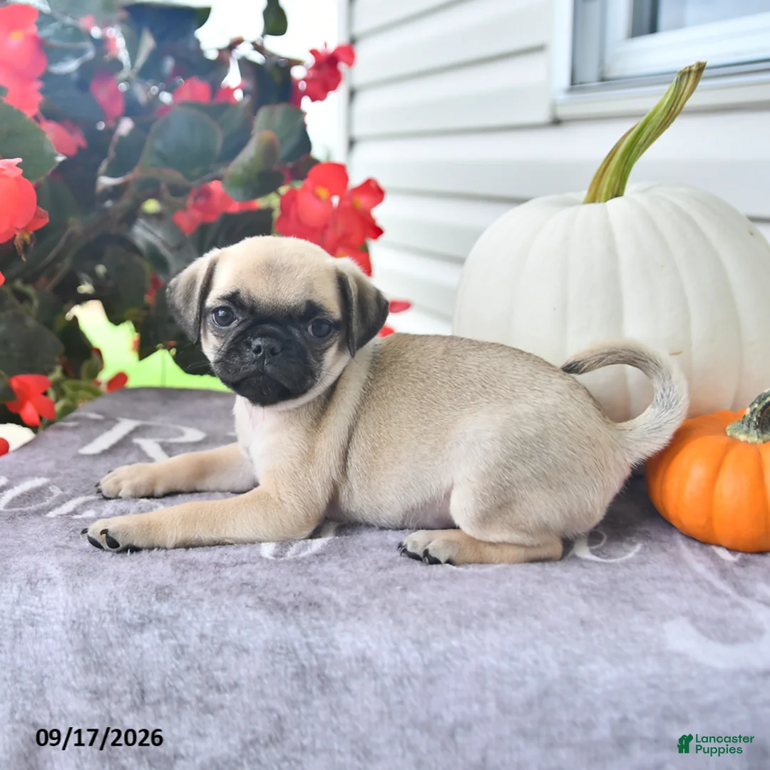 Puggle dogs for sale: Dewey - Ad 2