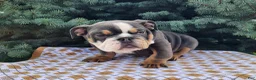 English Bulldog dogs for sale: Elliot - Ad 3
