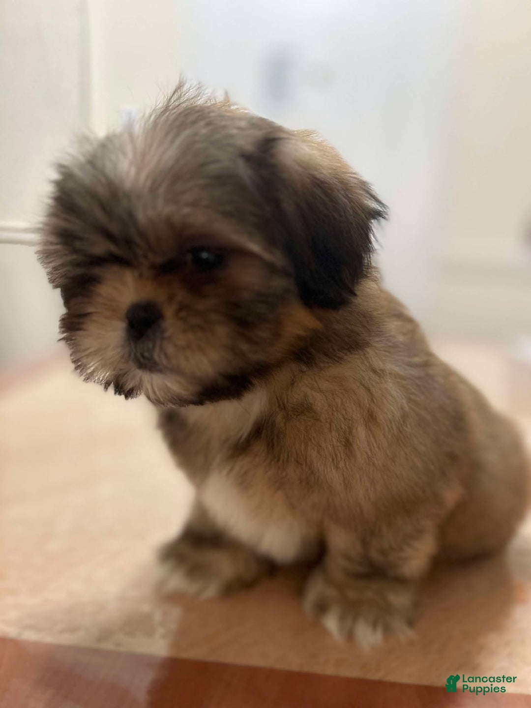 Shih Tzu dogs for sale: Jen Jen - Ad 1
