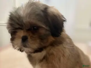 Shih Tzu dogs Jen Jen - Ad 22