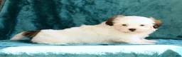 Malshi dogs for sale: Braxton - Ad 7