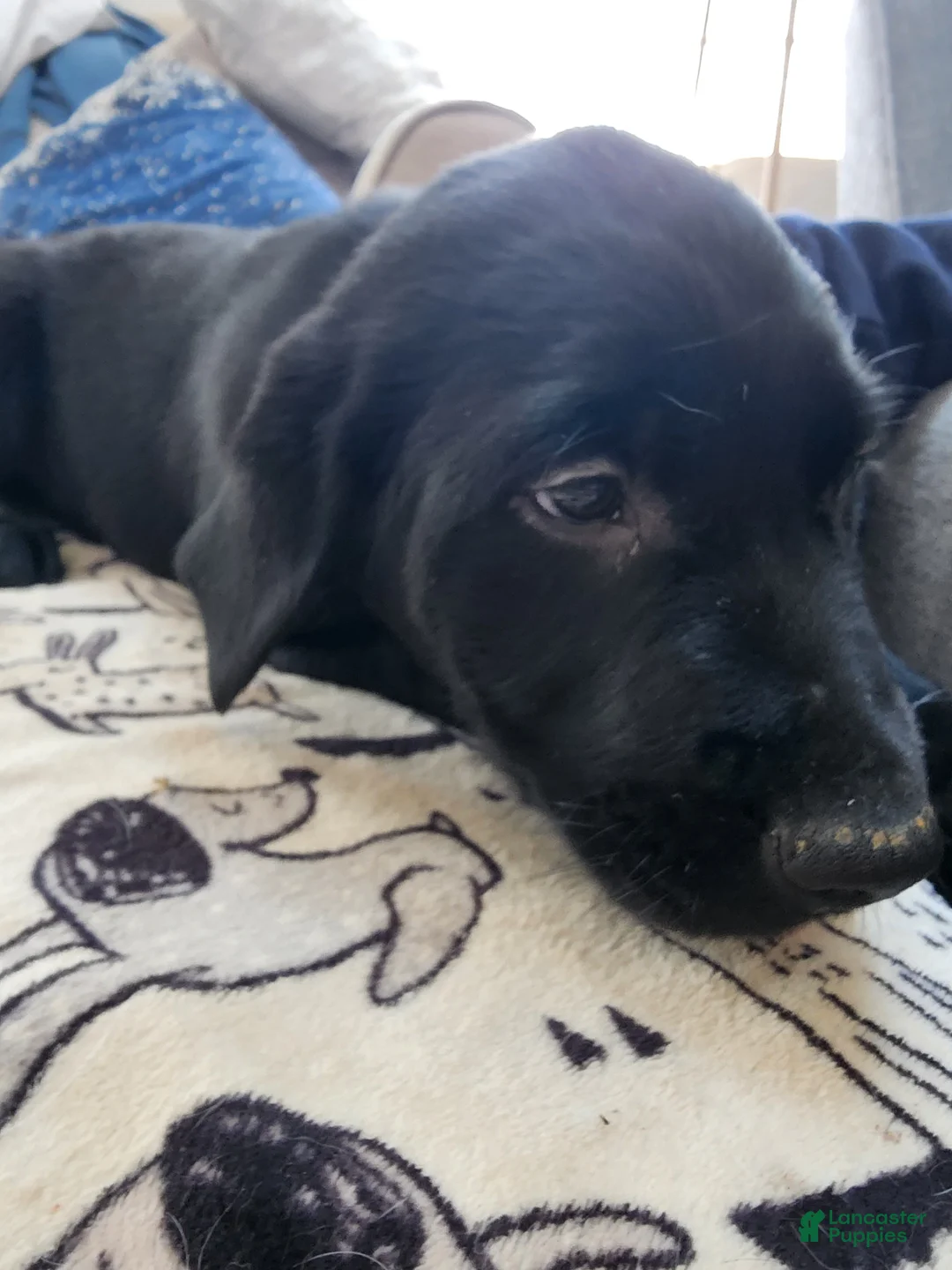 Goldador dogs for sale: Goldador Puppy 3 - Ad 1