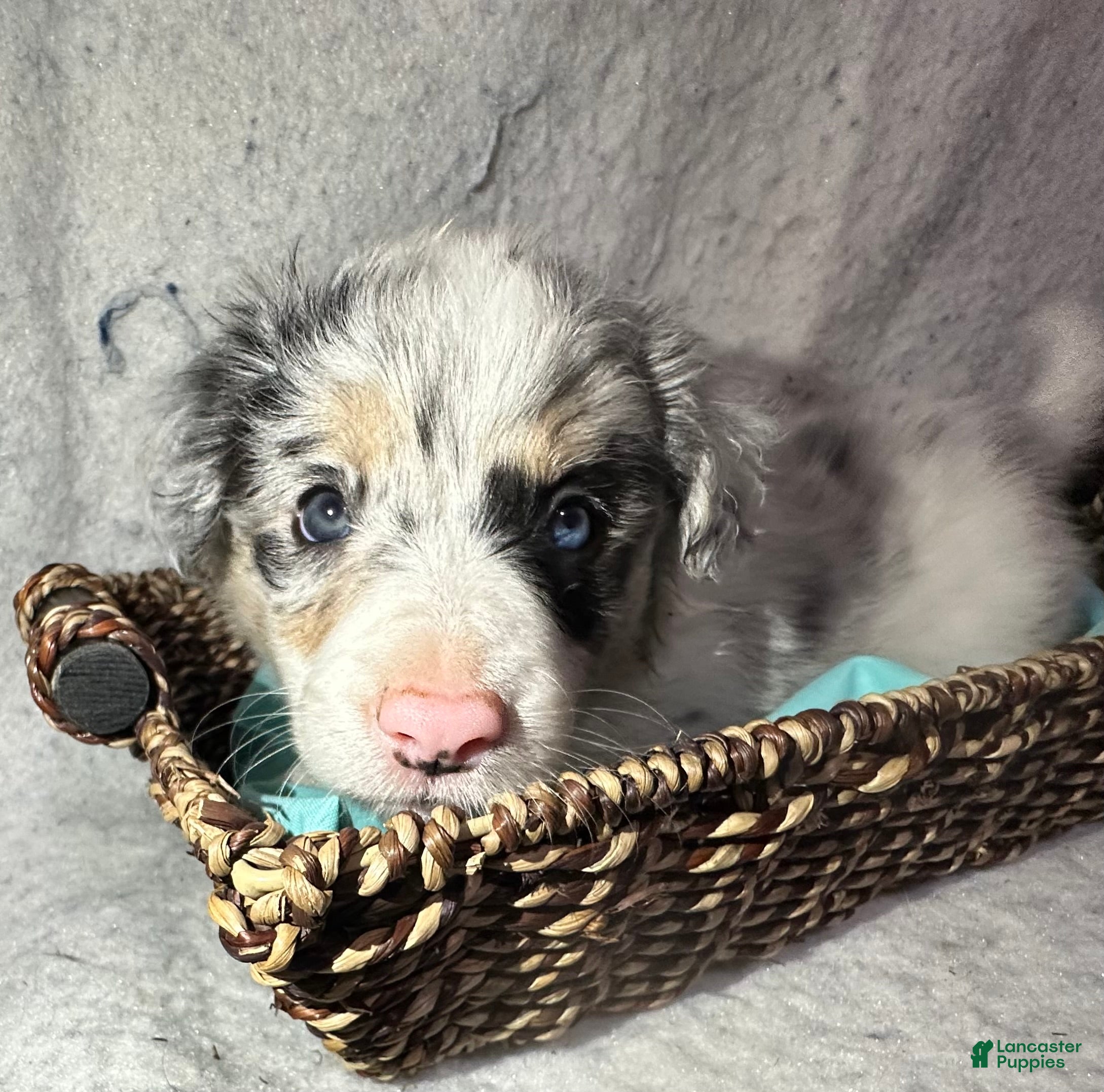 Border Collie dogs for sale: Willow  - Ad 10